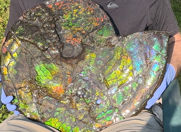 HUGE! 22.5" (57cm) Ammolite ,Placenticeras ,Double-Sided Rainbow, Specimen, Fossil,Ammonite, Collector Stone,Home decor,**FREE SHIPPING***　AF-120