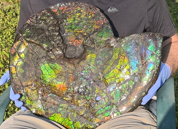 HUGE! 22.5" (57cm) Ammolite ,Placenticeras ,Double-Sided Rainbow, Specimen, Fossil,Ammonite, Collector Stone,Home decor,**FREE SHIPPING***　AF-120