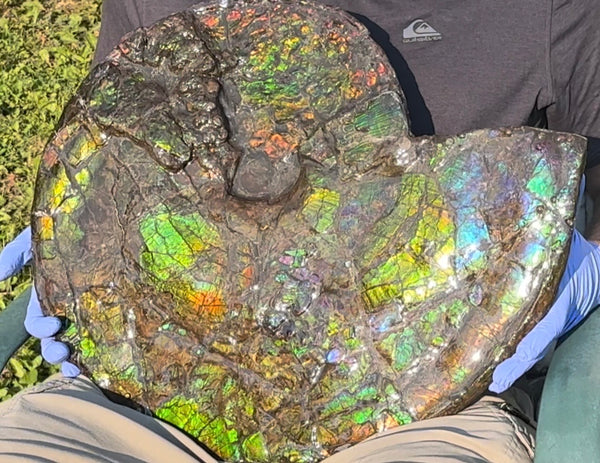 HUGE! 22.5" (57cm) Ammolite ,Placenticeras ,Double-Sided Rainbow, Specimen, Fossil,Ammonite, Collector Stone,Home decor,**FREE SHIPPING***　AF-120
