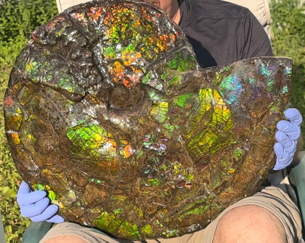HUGE! 22.5" (57cm) Ammolite ,Placenticeras ,Double-Sided Rainbow, Specimen, Fossil,Ammonite, Collector Stone,Home decor,**FREE SHIPPING***　AF-120