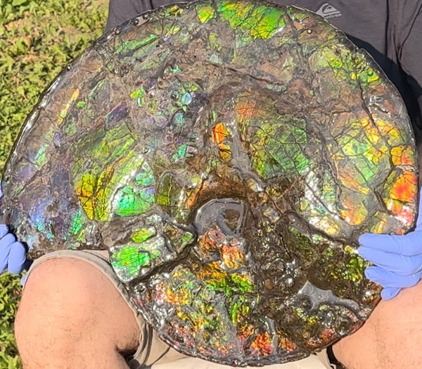 HUGE! 22.5" (57cm) Ammolite ,Placenticeras ,Double-Sided Rainbow, Specimen, Fossil,Ammonite, Collector Stone,Home decor,**FREE SHIPPING***　AF-120