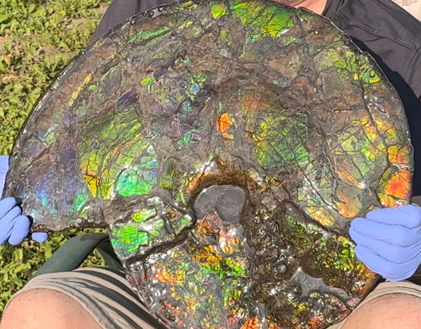 HUGE! 22.5" (57cm) Ammolite ,Placenticeras ,Double-Sided Rainbow, Specimen, Fossil,Ammonite, Collector Stone,Home decor,**FREE SHIPPING***　AF-120