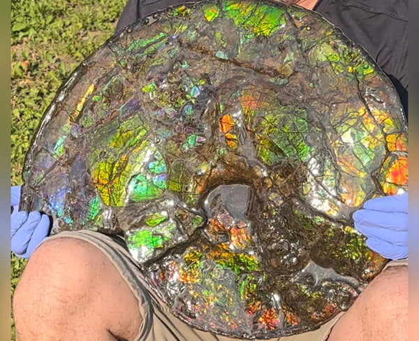 HUGE! 22.5" (57cm) Ammolite ,Placenticeras ,Double-Sided Rainbow, Specimen, Fossil,Ammonite, Collector Stone,Home decor,**FREE SHIPPING***　AF-120