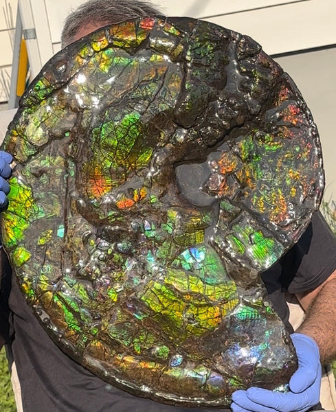 HUGE! 22.5" (57cm) Ammolite ,Placenticeras ,Double-Sided Rainbow, Specimen, Fossil,Ammonite, Collector Stone,Home decor,**FREE SHIPPING***　AF-120