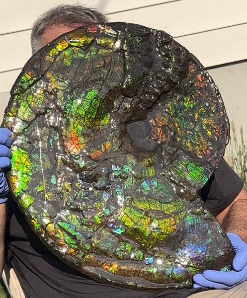 HUGE! 22.5" (57cm) Ammolite ,Placenticeras ,Double-Sided Rainbow, Specimen, Fossil,Ammonite, Collector Stone,Home decor,**FREE SHIPPING***　AF-120