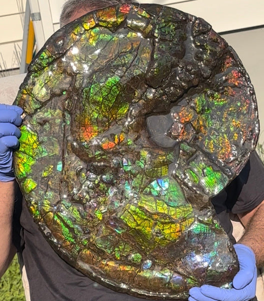 HUGE! 22.5" (57cm) Ammolite ,Placenticeras ,Double-Sided Rainbow, Specimen, Fossil,Ammonite, Collector Stone,Home decor,**FREE SHIPPING***　AF-120