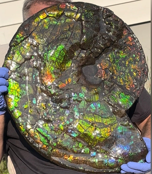 HUGE! 22.5" (57cm) Ammolite ,Placenticeras ,Double-Sided Rainbow, Specimen, Fossil,Ammonite, Collector Stone,Home decor,**FREE SHIPPING***　AF-120