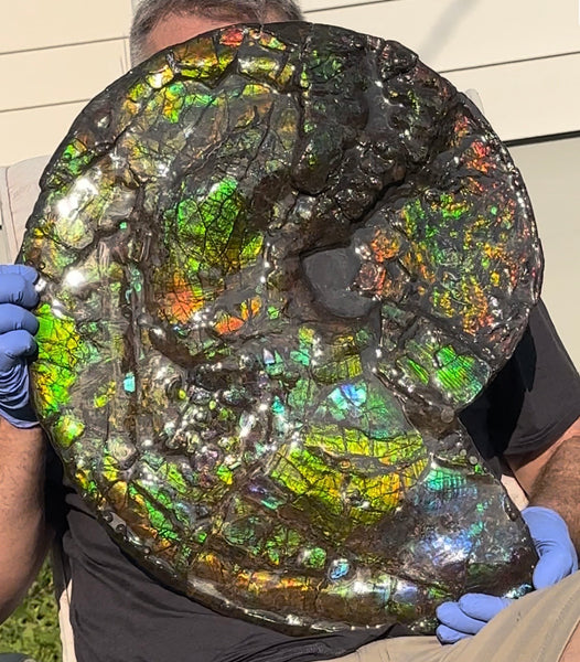 HUGE! 22.5" (57cm) Ammolite ,Placenticeras ,Double-Sided Rainbow, Specimen, Fossil,Ammonite, Collector Stone,Home decor,**FREE SHIPPING***　AF-120