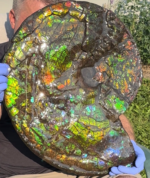 HUGE! 22.5" (57cm) Ammolite ,Placenticeras ,Double-Sided Rainbow, Specimen, Fossil,Ammonite, Collector Stone,Home decor,**FREE SHIPPING***　AF-120