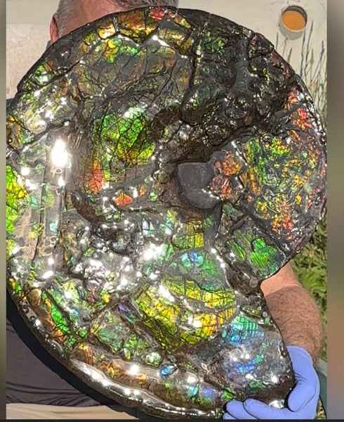 HUGE! 22.5" (57cm) Ammolite ,Placenticeras ,Double-Sided Rainbow, Specimen, Fossil,Ammonite, Collector Stone,Home decor,**FREE SHIPPING***　AF-120