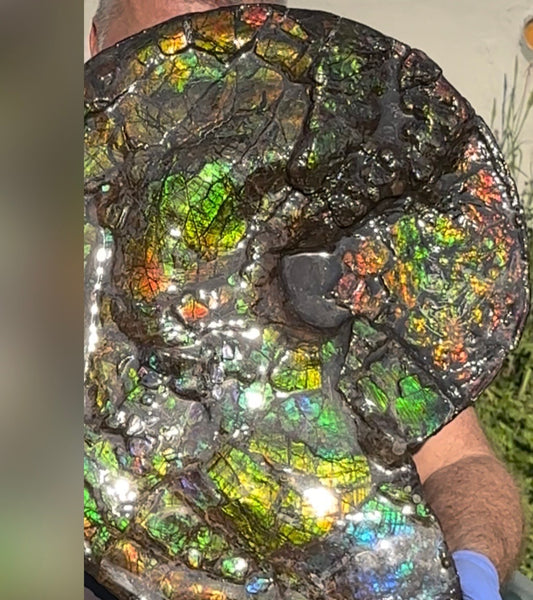 HUGE! 22.5" (57cm) Ammolite ,Placenticeras ,Double-Sided Rainbow, Specimen, Fossil,Ammonite, Collector Stone,Home decor,**FREE SHIPPING***　AF-120