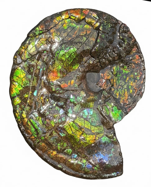 HUGE! 22.5" (57cm) Ammolite ,Placenticeras ,Double-Sided Rainbow, Specimen, Fossil,Ammonite, Collector Stone,Home decor,**FREE SHIPPING***　AF-120