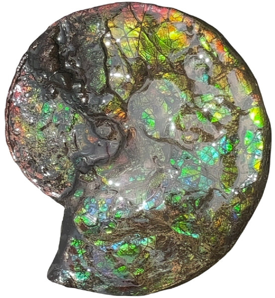 HUGE! 22.5" (57cm) Ammolite ,Placenticeras ,Double-Sided Rainbow, Specimen, Fossil,Ammonite, Collector Stone,Home decor,**FREE SHIPPING***　AF-120