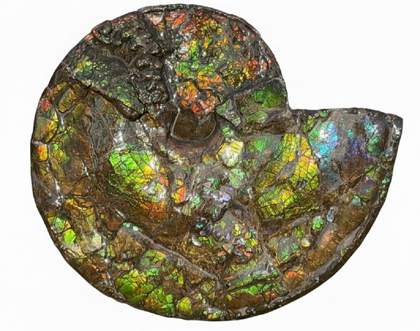 HUGE! 22.5" (57cm) Ammolite ,Placenticeras ,Double-Sided Rainbow, Specimen, Fossil,Ammonite, Collector Stone,Home decor,**FREE SHIPPING***　AF-120