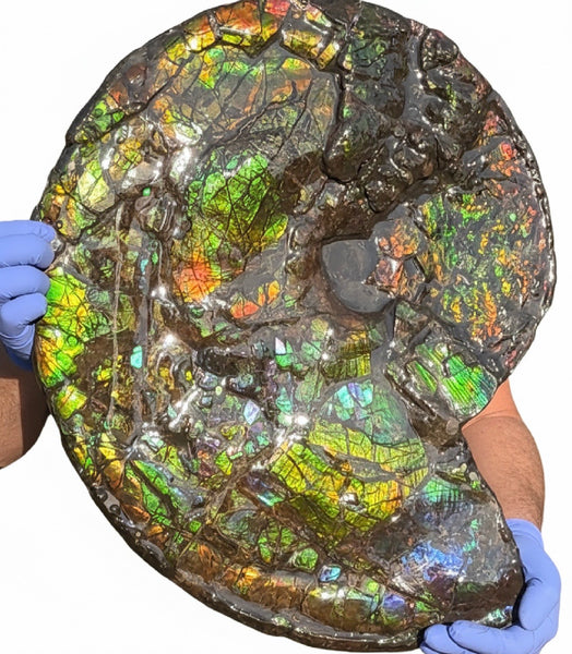 HUGE! 22.5" (57cm) Ammolite ,Placenticeras ,Double-Sided Rainbow, Specimen, Fossil,Ammonite, Collector Stone,Home decor,**FREE SHIPPING***　AF-120