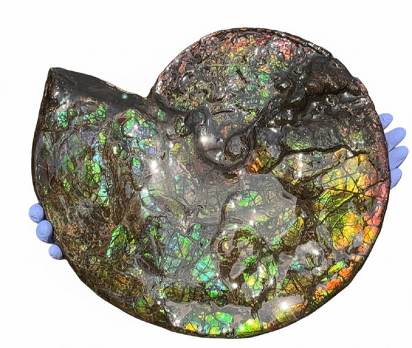 HUGE! 22.5" (57cm) Ammolite ,Placenticeras ,Double-Sided Rainbow, Specimen, Fossil,Ammonite, Collector Stone,Home decor,**FREE SHIPPING***　AF-120