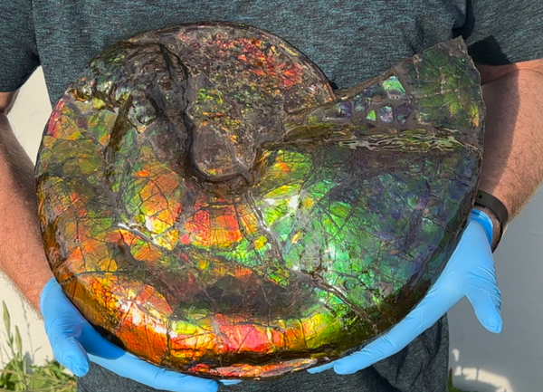 Ammolite ,Placenticeras costatum,Double-Sided Rainbow, Specimen, Fossil,Ammonite, Collector Stone,Home decor,**FREE SHIPPING***　AF-123