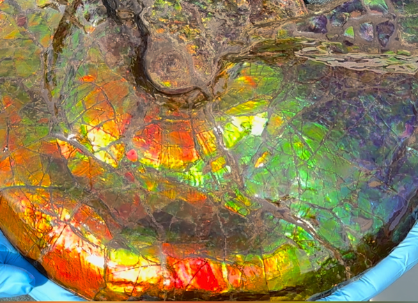 Ammolite ,Placenticeras costatum,Double-Sided Rainbow, Specimen, Fossil,Ammonite, Collector Stone,Home decor,**FREE SHIPPING***　AF-123