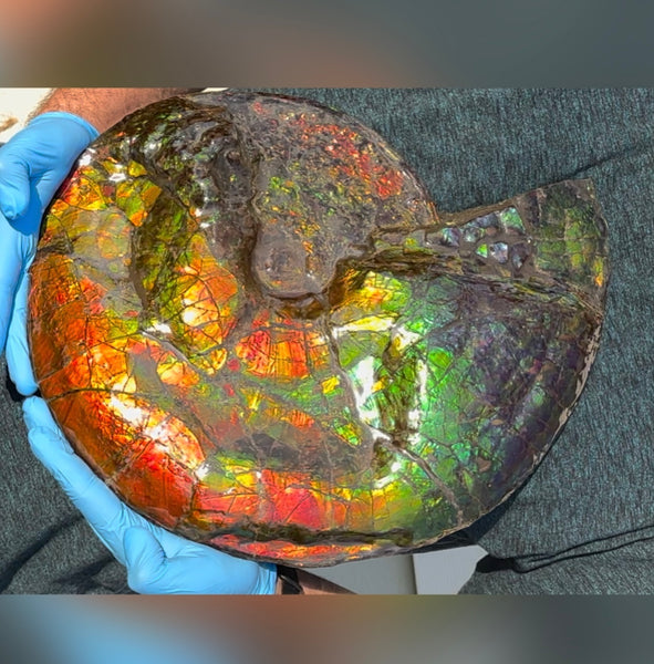 Ammolite ,Placenticeras costatum,Double-Sided Rainbow, Specimen, Fossil,Ammonite, Collector Stone,Home decor,**FREE SHIPPING***　AF-123