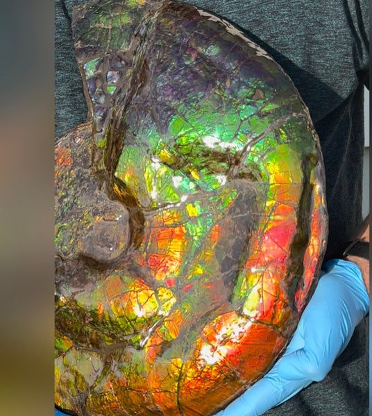 Ammolite ,Placenticeras costatum,Double-Sided Rainbow, Specimen, Fossil,Ammonite, Collector Stone,Home decor,**FREE SHIPPING***　AF-123
