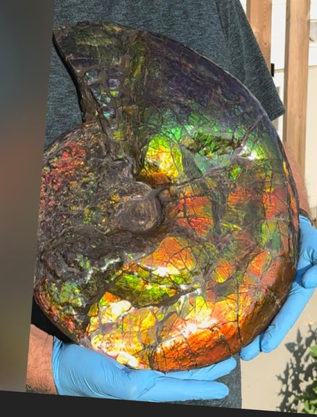 Ammolite ,Placenticeras costatum,Double-Sided Rainbow, Specimen, Fossil,Ammonite, Collector Stone,Home decor,**FREE SHIPPING***　AF-123