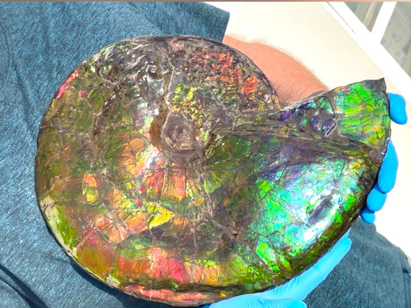 Ammolite ,Placenticeras costatum,Double-Sided Rainbow, Specimen, Fossil,Ammonite, Collector Stone,Home decor,**FREE SHIPPING***　AF-123