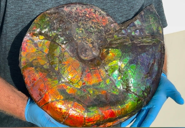 Ammolite ,Placenticeras costatum,Double-Sided Rainbow, Specimen, Fossil,Ammonite, Collector Stone,Home decor,**FREE SHIPPING***　AF-123