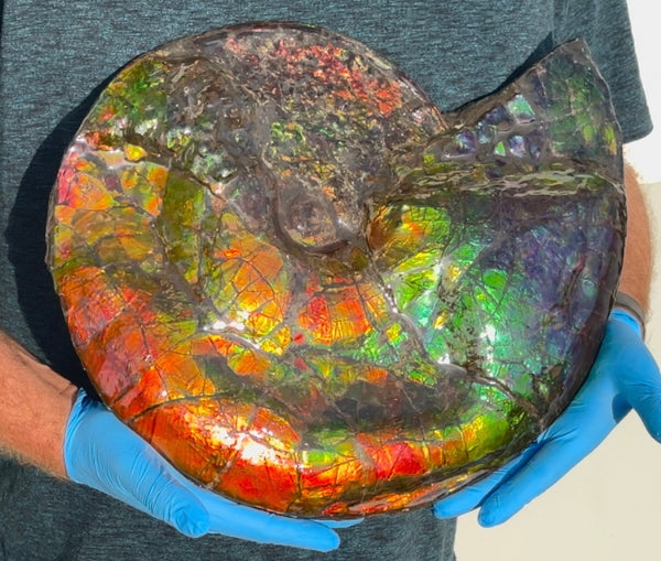 Ammolite ,Placenticeras costatum,Double-Sided Rainbow, Specimen, Fossil,Ammonite, Collector Stone,Home decor,**FREE SHIPPING***　AF-123