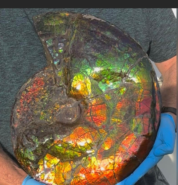 Ammolite ,Placenticeras costatum,Double-Sided Rainbow, Specimen, Fossil,Ammonite, Collector Stone,Home decor,**FREE SHIPPING***　AF-123
