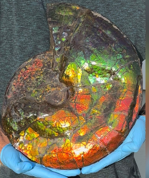Ammolite ,Placenticeras costatum,Double-Sided Rainbow, Specimen, Fossil,Ammonite, Collector Stone,Home decor,**FREE SHIPPING***　AF-123