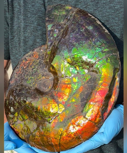 Ammolite ,Placenticeras costatum,Double-Sided Rainbow, Specimen, Fossil,Ammonite, Collector Stone,Home decor,**FREE SHIPPING***　AF-123
