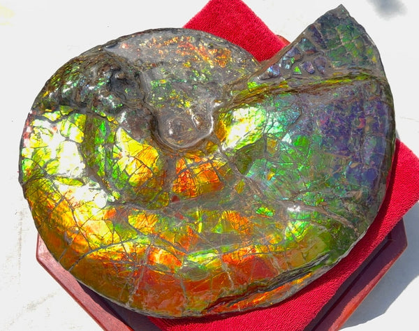 Ammolite ,Placenticeras costatum,Double-Sided Rainbow, Specimen, Fossil,Ammonite, Collector Stone,Home decor,**FREE SHIPPING***　AF-123