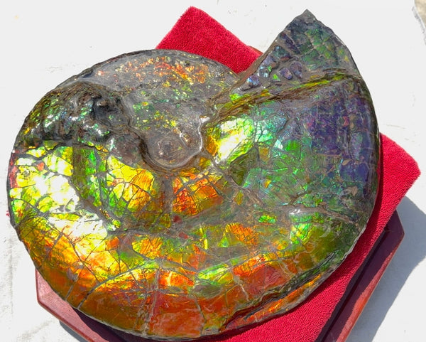 Ammolite ,Placenticeras costatum,Double-Sided Rainbow, Specimen, Fossil,Ammonite, Collector Stone,Home decor,**FREE SHIPPING***　AF-123