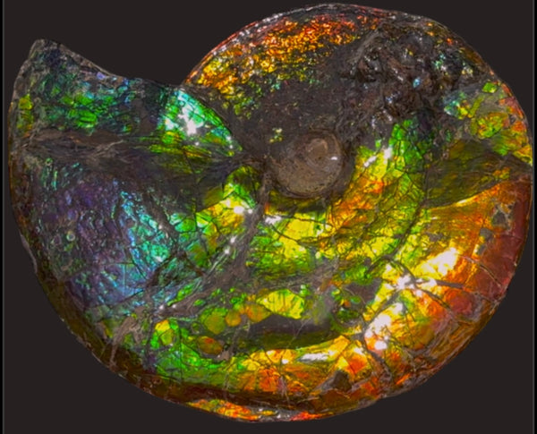 Ammolite ,Placenticeras costatum,Double-Sided Rainbow, Specimen, Fossil,Ammonite, Collector Stone,Home decor,**FREE SHIPPING***　AF-123