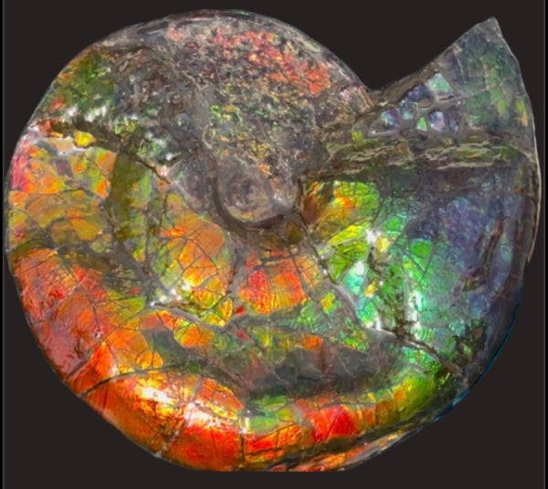Ammolite ,Placenticeras costatum,Double-Sided Rainbow, Specimen, Fossil,Ammonite, Collector Stone,Home decor,**FREE SHIPPING***　AF-123