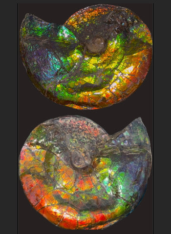 Ammolite ,Placenticeras costatum,Double-Sided Rainbow, Specimen, Fossil,Ammonite, Collector Stone,Home decor,**FREE SHIPPING***　AF-123