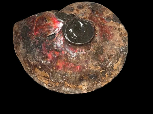 6.61" Ammolite Placenticeras Intercalare ***Free Shipping***  AF-131 Ammolite  Ammonite Fossil