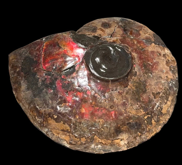 6.61" Ammolite Placenticeras Intercalare ***Free Shipping***  AF-131 Ammolite  Ammonite Fossil