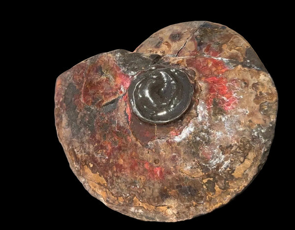 6.61" Ammolite Placenticeras Intercalare ***Free Shipping***  AF-131 Ammolite  Ammonite Fossil