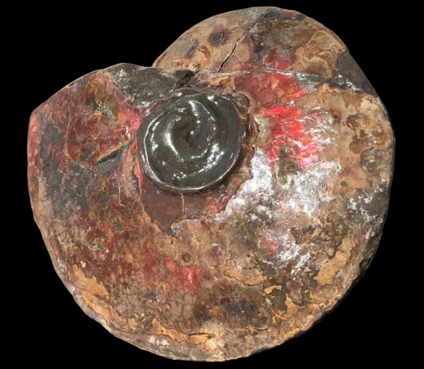 6.61" Ammolite Placenticeras Intercalare ***Free Shipping***  AF-131 Ammolite  Ammonite Fossil