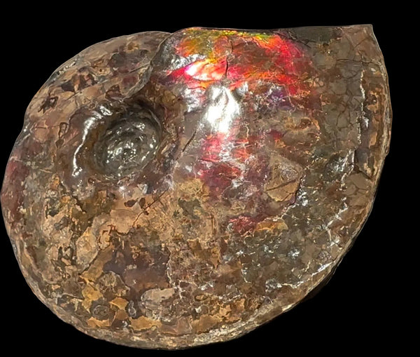 6.61" Ammolite Placenticeras Intercalare ***Free Shipping***  AF-131 Ammolite  Ammonite Fossil