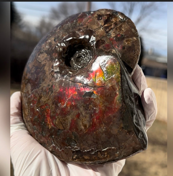 6.61" Ammolite Placenticeras Intercalare ***Free Shipping***  AF-131 Ammolite  Ammonite Fossil