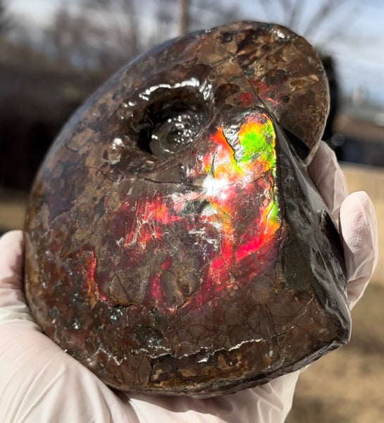 6.61" Ammolite Placenticeras Intercalare ***Free Shipping***  AF-131 Ammolite  Ammonite Fossil