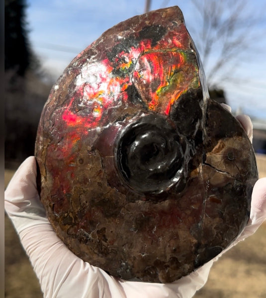 6.61" Ammolite Placenticeras Intercalare ***Free Shipping***  AF-131 Ammolite  Ammonite Fossil