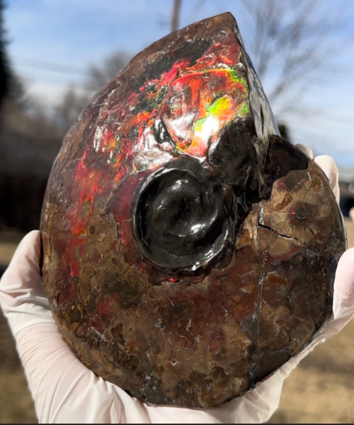 6.61" Ammolite Placenticeras Intercalare ***Free Shipping***  AF-131 Ammolite  Ammonite Fossil