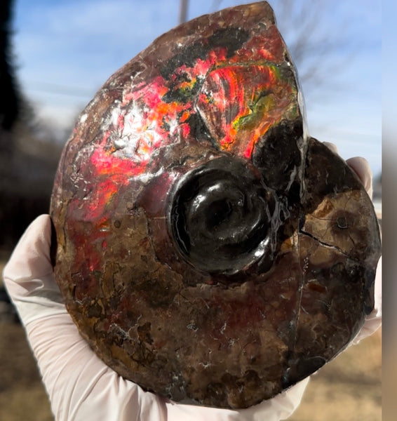 6.61" Ammolite Placenticeras Intercalare ***Free Shipping***  AF-131 Ammolite  Ammonite Fossil