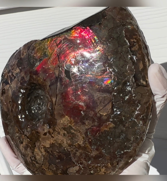 6.61" Ammolite Placenticeras Intercalare ***Free Shipping***  AF-131 Ammolite  Ammonite Fossil