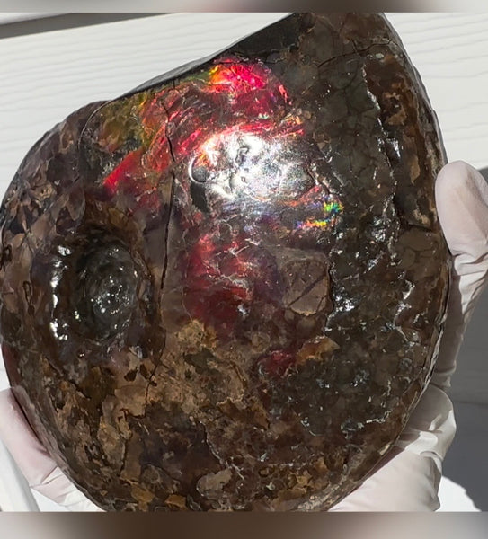 6.61" Ammolite Placenticeras Intercalare ***Free Shipping***  AF-131 Ammolite  Ammonite Fossil