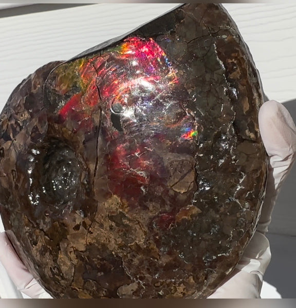 6.61" Ammolite Placenticeras Intercalare ***Free Shipping***  AF-131 Ammolite  Ammonite Fossil