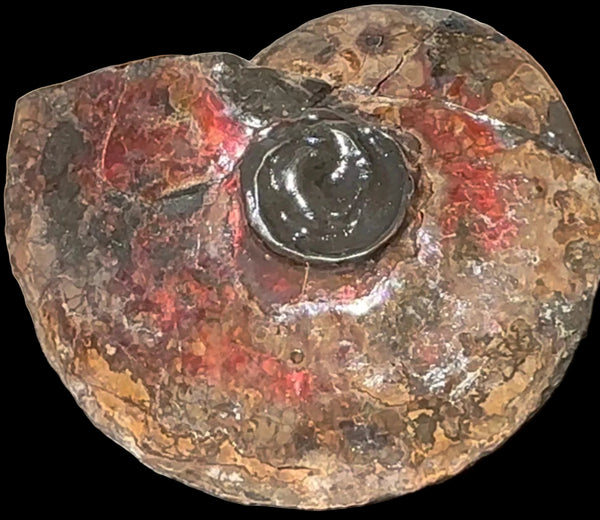 6.61" Ammolite Placenticeras Intercalare ***Free Shipping***  AF-131 Ammolite  Ammonite Fossil
